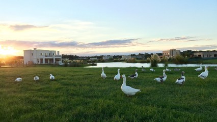 Fototapeta na wymiar Ducks at sunset