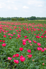 Fototapeta premium Kolorowe pole z sezonowymi kwiatami dużych różowych piwonii róż, krajobraz wsi, holenderskie kwiaty