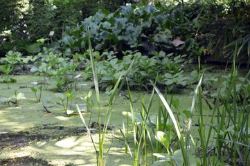 Fototapeta na wymiar small duck pond in may