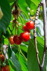 Organic sweet cherry ripening on cherry tree close up, sunny day