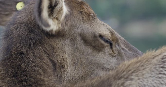 Deer close up on face - licks lips - slow motion
