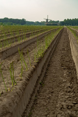 Dutch white gold vegetable, growing green asparagus plants after seasonal harvesting of white asparagus and removing of sun lights protector from plastic film