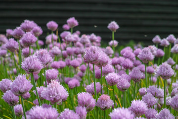 Summer blossom of chives allium plant in vegetables garden