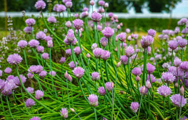Summer blossom of chives allium plant in vegetables garden