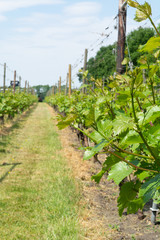 Fototapeta na wymiar Vineyard in Netherlands, production of tasty white and rose wine