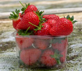 Harvesting of fresh ripe big red strawberry fruit in Dutch greenhouse