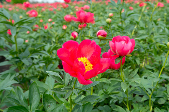 Fototapeta Colorful field with seasonal blossom of big pink peony roses flowers, countryside landscape, Dutch flowers