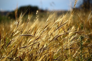 Fototapeta premium Campo en primavera