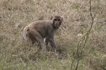 young rhesus macaque standing among the grass in a clearing at the edge of the forest