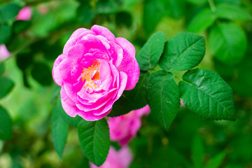 Beautiful purple wild rose flower in garden
