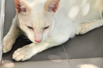 Fototapeta premium The cat is sleeping on the floor