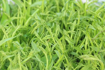 green morning glory for cooking at market
