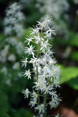 Fototapeta na wymiar Very small white flowers of foam bloom (Tiarella cordifolia), belongs to the family Saxifragaceae, originating in North America