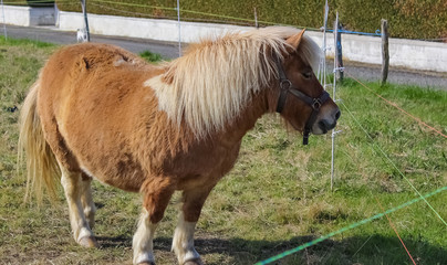 beautiful pony in france