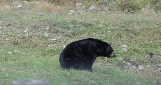 Black bear stands up - slow motion