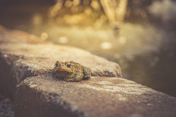 Sunbathing Toad