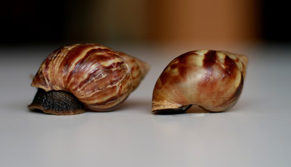 Giant African land snail or Achatina fulica.