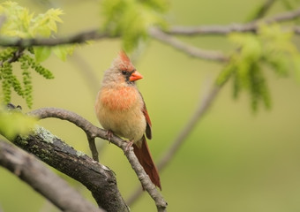The female Northern Cardinal perched in a tree in Springtime.