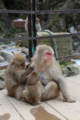Mother Japanese Snow Monkey Nursing Baby