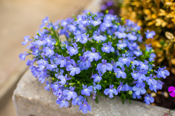 Beautiful light blue flowering primrose flowers with green leaves in the street market. Concept of buying flowers in pots for garden, for house and gifts.