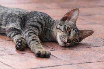 Naklejka na ściany i meble Cat gray color relaxing on the floor at home cute animal looking at the camera