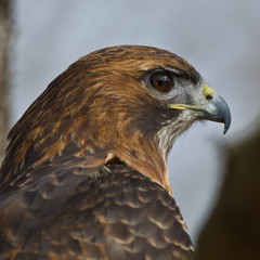 Red-Tailed Hawk Profile