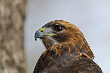 Hawk Profile