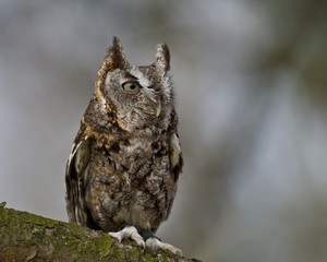 Gray Morph Scrrech Owl