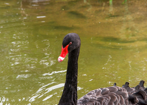 Close up of one Black swan swimming through calm green pond water.