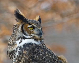 Great  Horned Owl