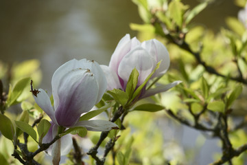 magnolien 03