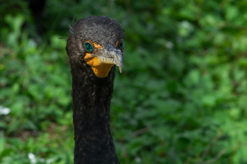 Double-crested cormorant