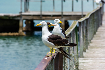 Seagulls on a wooden pier at Buzios, one of the most famous and beautiful seashore cities in Brazil, Rio de Janeiro