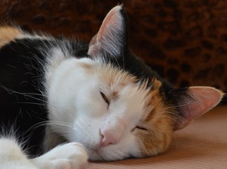 Calico Cat Face, Close Up, Relaxing/Sleeping Contently; Animal Themes, Adoption Ideas