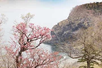 Stickers pour porte Fleur de cerisier 知床の桜