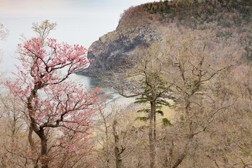 Crédence de cuisine en verre imprimé Fleur de cerisier 知床の桜