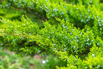 Thuja orientalis or Pine Tree with soft focus, macro shot, for background or texture use. Beautiful green christmas leaves of Thuja trees