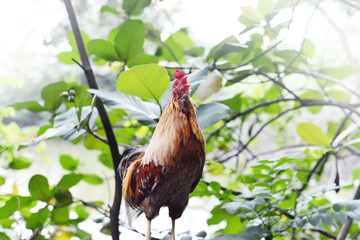 Wild rooster, also known as a cockerel or cock, is a male gallinaceous bird, usually a male chicken. Selective focus, blurred background 