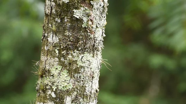 &Aacute;rbol