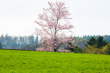 北海道の蝦夷山桜