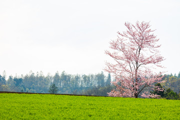 北海道の蝦夷山桜