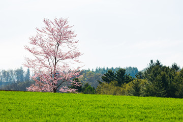 北海道の蝦夷山桜