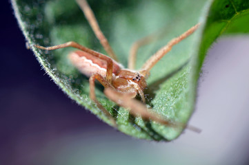 Spider
