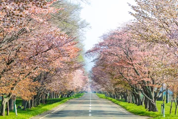 Crédence de cuisine en verre imprimé Fleur de cerisier Route Yushun Sakura