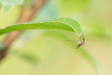 Mosquito filled with blood resting on leaf