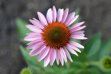 Cone flower