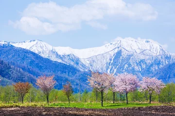 Cercles muraux Fleur de cerisier 北海道の桜