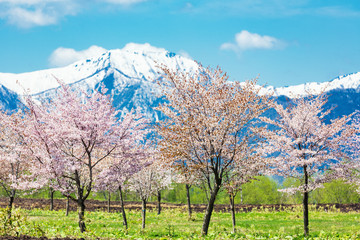 北海道の桜 © Ni_photo