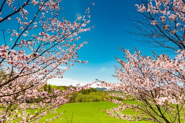 Cercles muraux Fleur de cerisier 北海道の桜