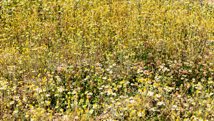Fundo com flores do campo